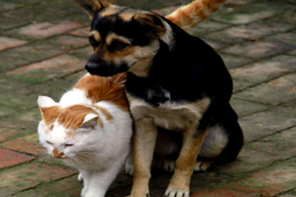 狗一胎生几个最吉利（民间说法：“双猫独狗，越过越有”）