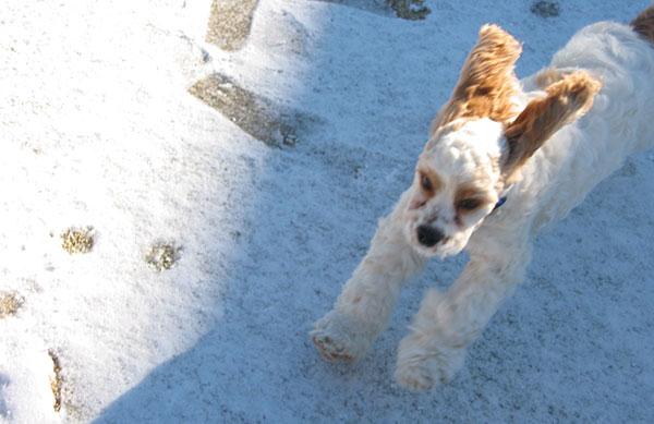 美卡犬图片及成年身高体重