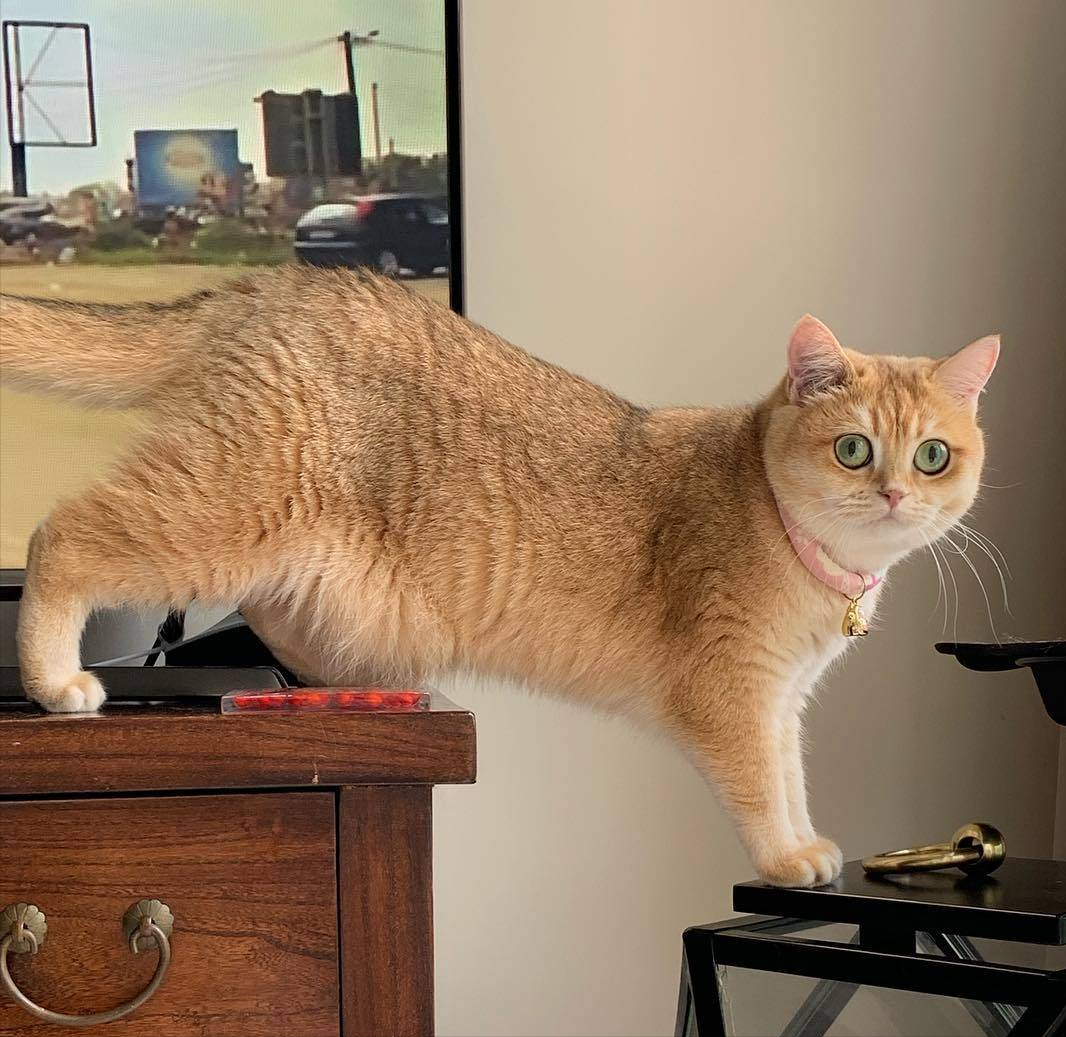 养金渐层猫的禁忌及图片（800块能买到正宗金渐层吗）