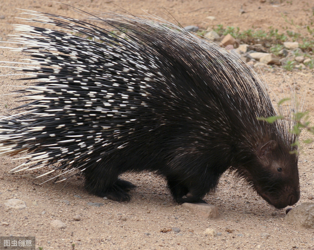 豪猪和刺猬的有什么区别（附：刺猬和豪猪是同一个品种吗）