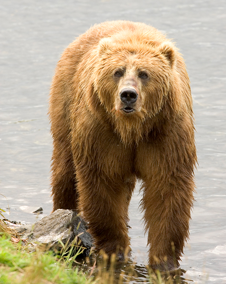 狗熊是犬科吗（熊是什么科动物）