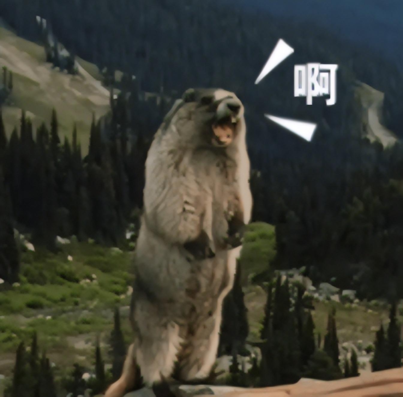 土拔鼠有药用价值吗（带你了解土拨鼠趣味知识）