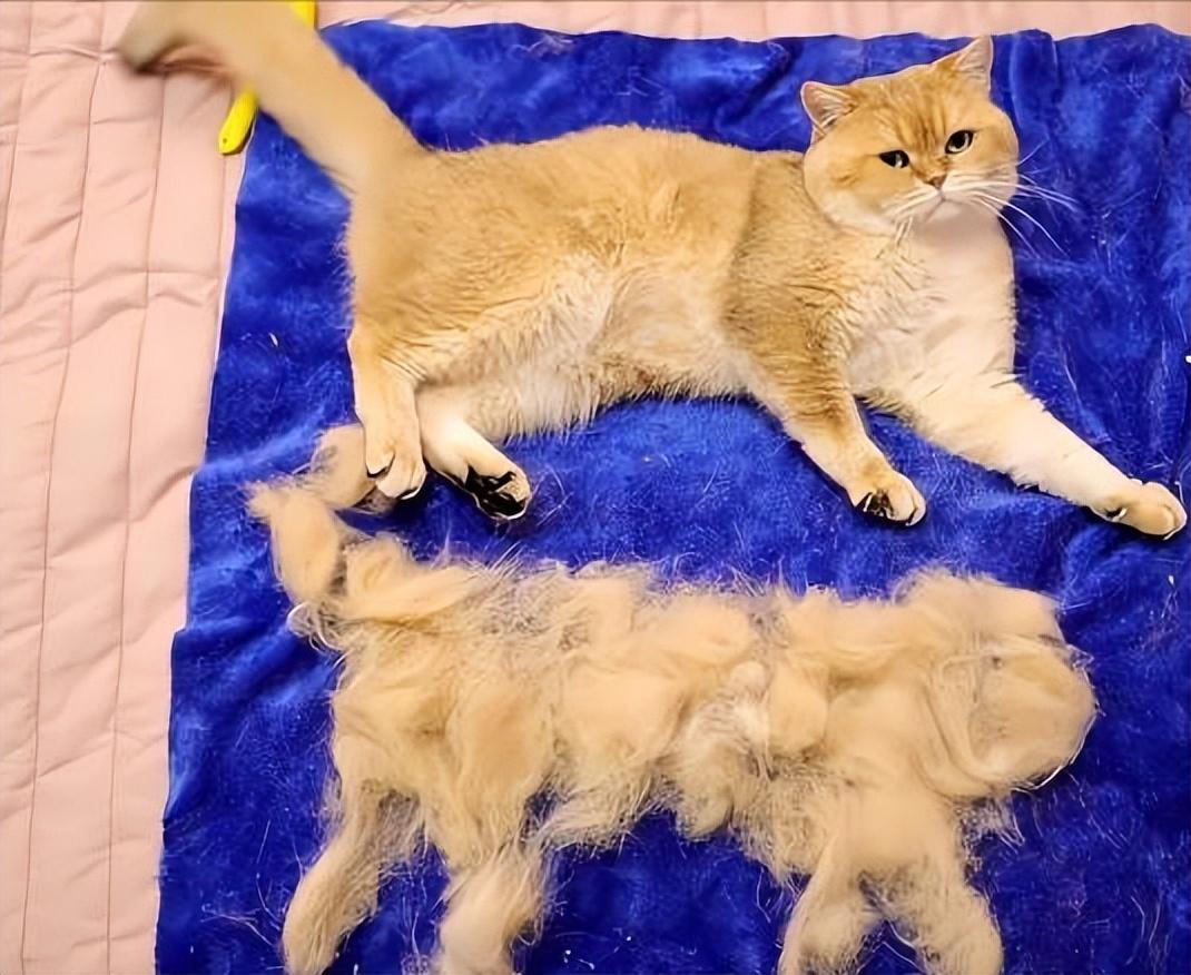 养金渐层猫的禁忌及图片（800块能买到正宗金渐层吗）