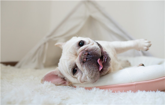 狗子指甲的血线咋看