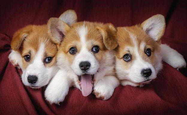 威尔士柯基犬多少钱一只幼崽（威尔士柯基犬的优点和缺点）