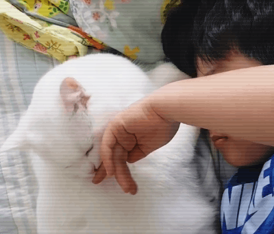 吸猫（吸猫有快感吗又是怎么吸的 呢）