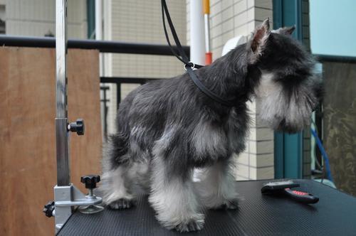 白色雪纳瑞图片（纯种雪纳瑞幼犬市场价）