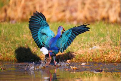 中国稀有的最美水鸟紫水鸡（最常见野生水鸟名字）