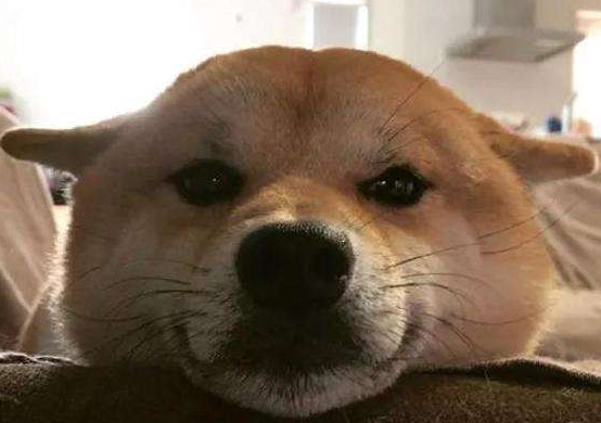 狗狗飞机耳什么意思图片（狗狗一模头耳朵向后贴是开心吗）