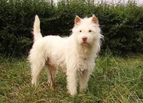 下司犬的优点和缺点有哪些（下司犬图片纯种）