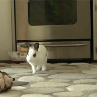 肉狗养殖利润与成本（附：宠物知识大全整理）