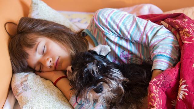 白色雪纳瑞图片（纯种雪纳瑞幼犬市场价）