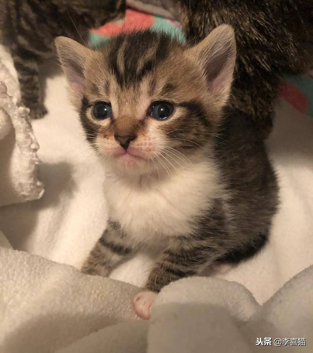 猫一直叫个不停咋办（附：幼猫喵喵叫通常是有需求的）