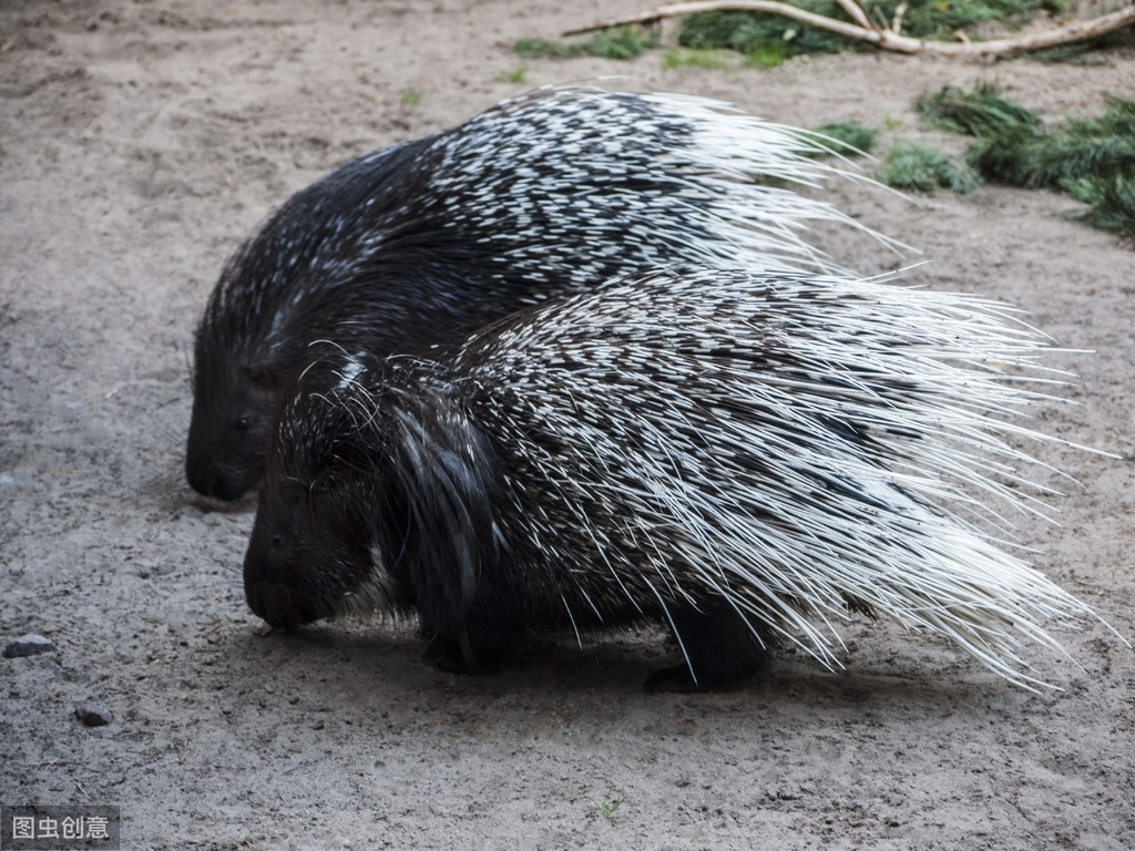 豪猪和刺猬的有什么区别（附：刺猬和豪猪是同一个品种吗）