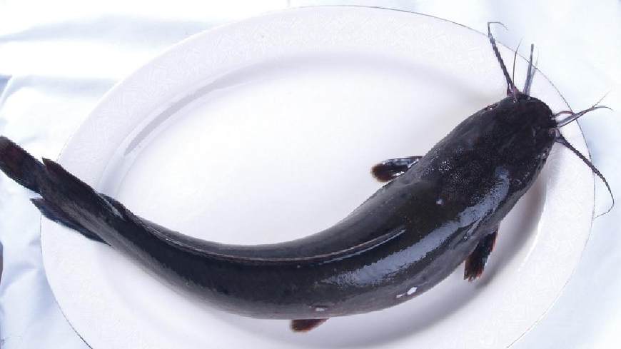 淡水鱼大全图片和名称常见（详解：河里常见的鱼有哪几种）