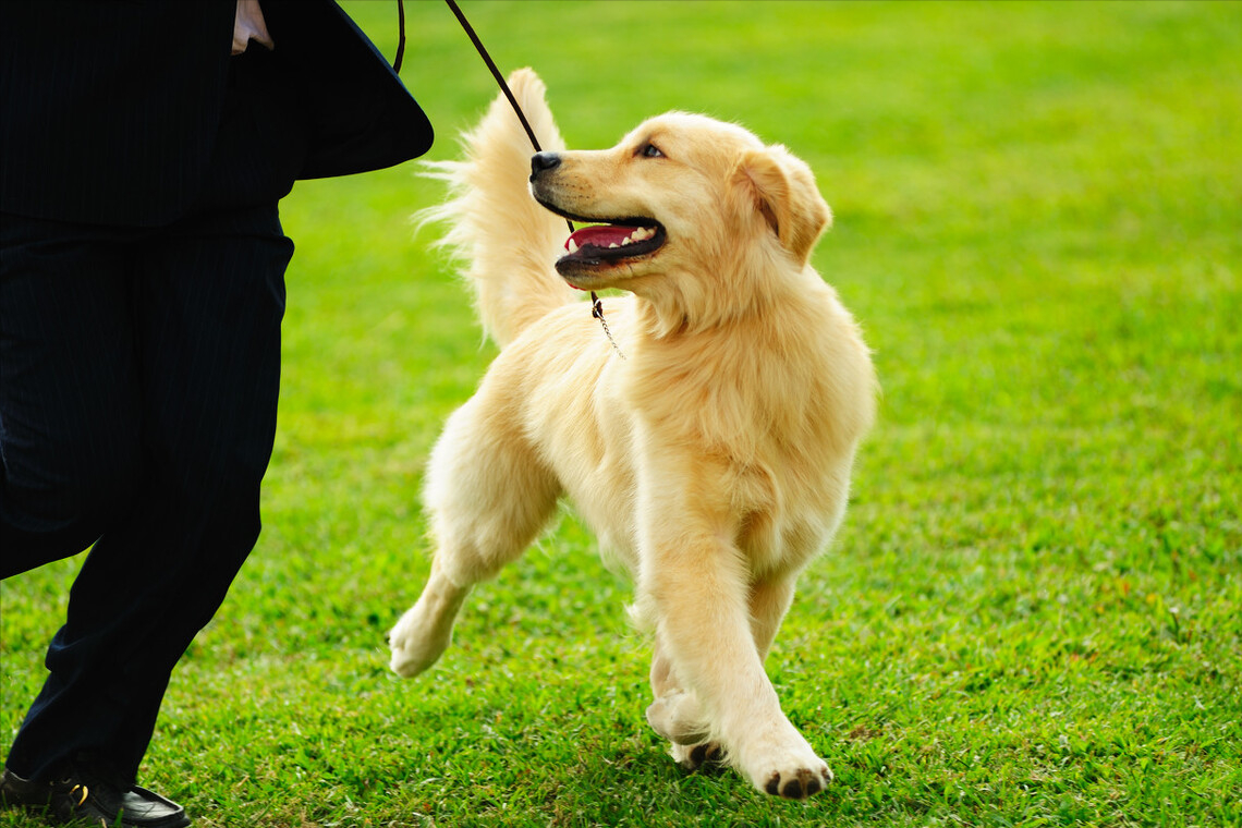 狗狗死后多久会转世为人啊（狗狗头七后会去投胎吗）