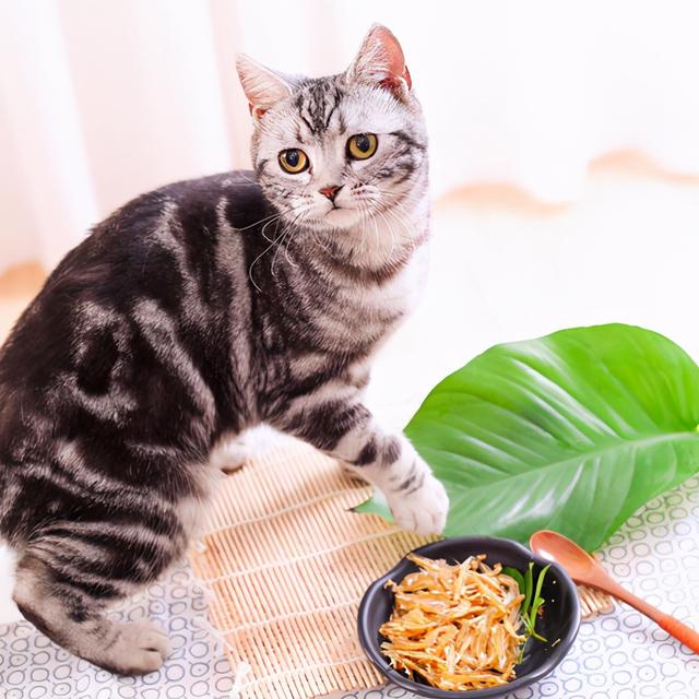 猫的寓意和象征(猫的寓意和象征意义是什么)