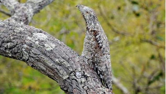 盘点晚上几种恐怖的鸟叫声（了解农村最恐怖的鸟叫声）