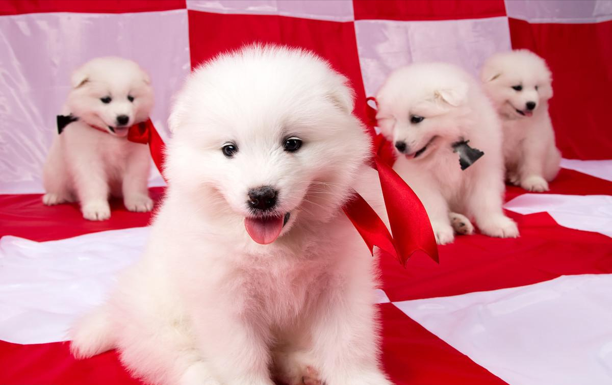 了解纯种萨摩犬的外貌特征（萨摩犬怎么看品相）