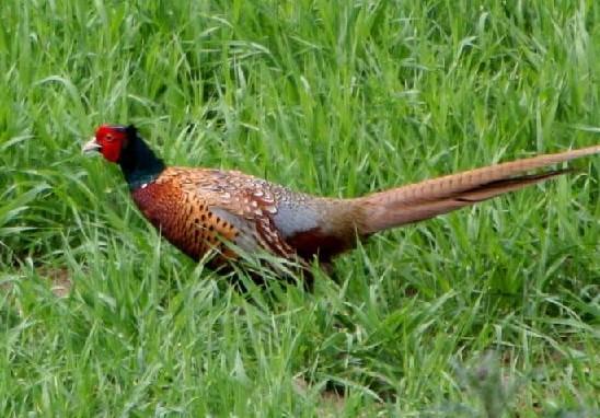 国家保护鸟类图片大全带鸟名（农村鸟的种类名称大全和图片）