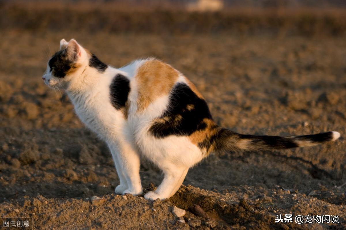 狗狗两天没有大便了吃喝正常（狗狗大便干硬拉不出来怎么办）