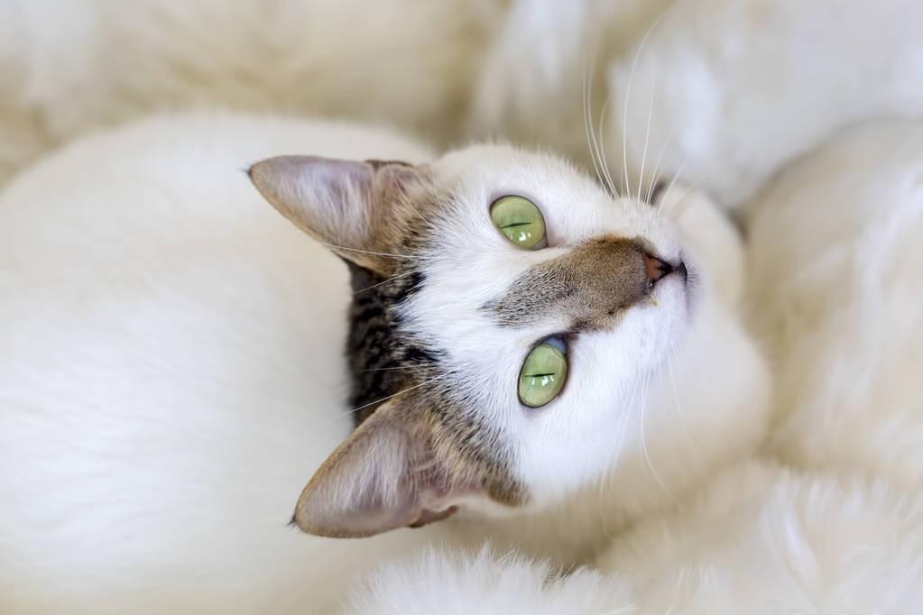 了解猫咪绝育的最佳时间（详解：公猫绝育的优点和缺点）