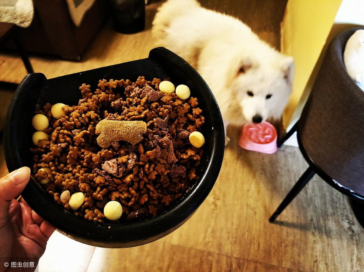 刚出生及一个月大的萨摩耶怎么养（萨摩耶可以穷养吗）