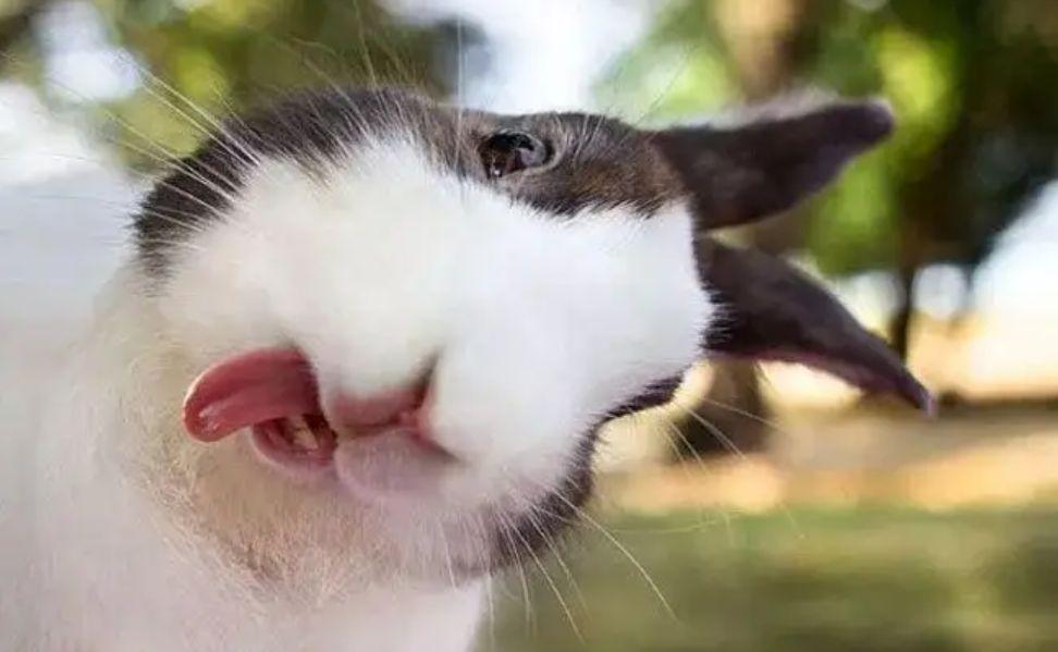 宠物母兔子怀孕多久后能再次生产（兔子怀孕后期要多久生产？要注意什么？）