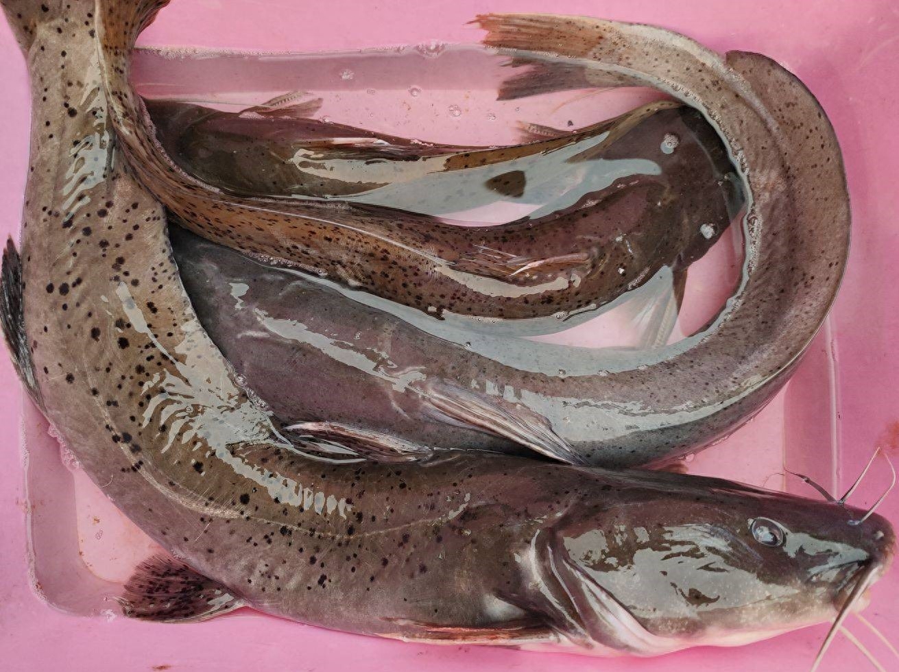 芝麻剑鱼图片（附：广西“芝麻剑”被吃成二级保护鱼类）