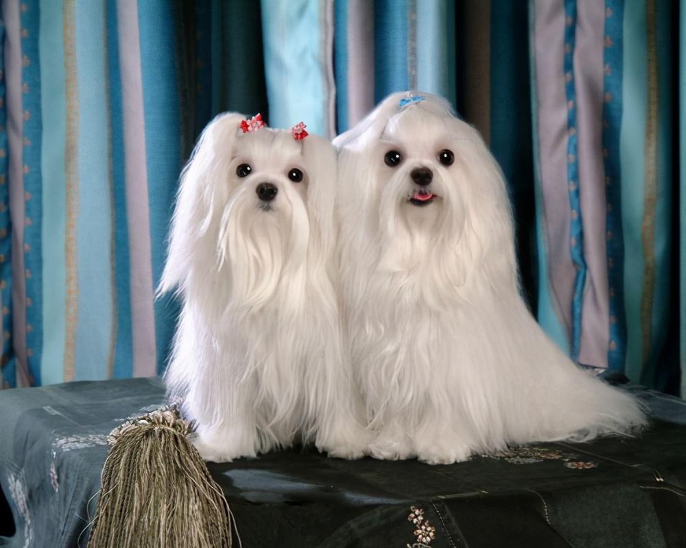 好养的小型宠物犬（适合家养的小型狗有哪些）