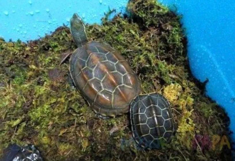 红耳龟冬眠怎么养不会冻死呢（附：乌龟简单的过冬技巧）