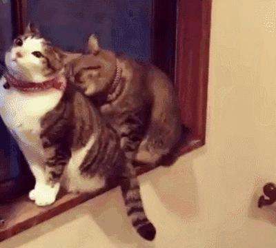 这7种猫简直是“掉毛王者”，都能织件毛衣了