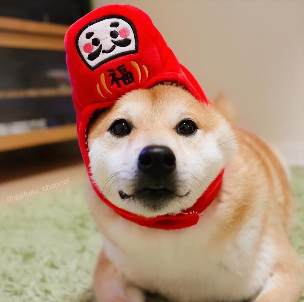 辨别正宗柴犬的6大特征（柴犬如何看品相）