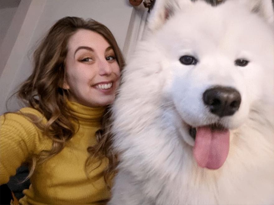 了解纯种萨摩犬的外貌特征（萨摩犬怎么看品相）