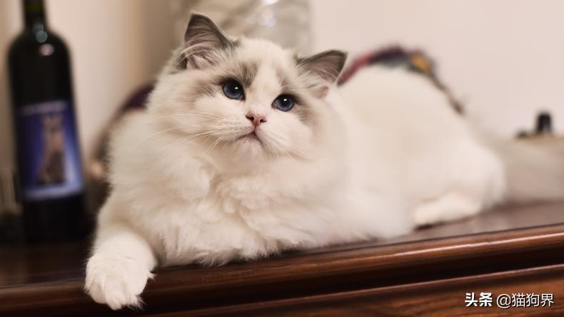 盘点猫的特点有哪些及性格（猫的资料详细介绍）