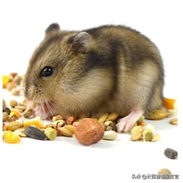 银狐仓鼠与其他两种仓鼠有何不同（附：千万别养银狐仓鼠）