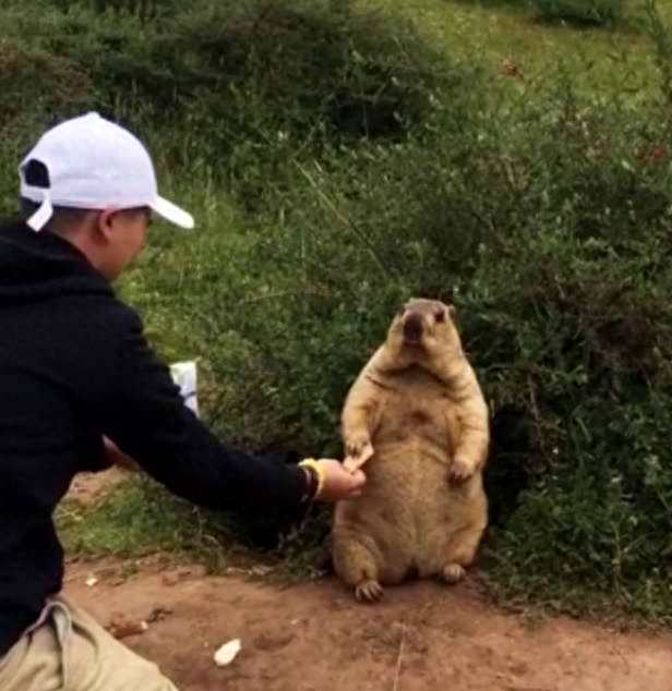 土拨鼠是保护动物吗（附：掏空草场的“大肥鼠”如今已在泛滥）