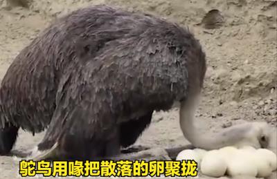 鸵鸟政策是什么政策（扯淡的鸵鸟政策）