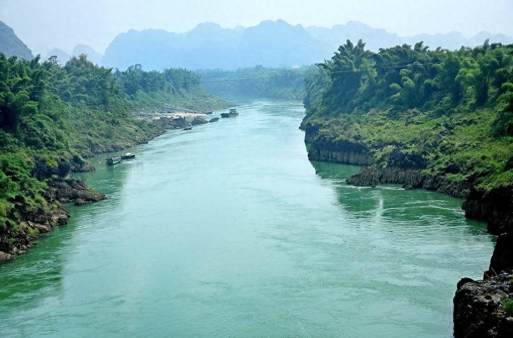 芝麻剑鱼图片（附：广西“芝麻剑”被吃成二级保护鱼类）