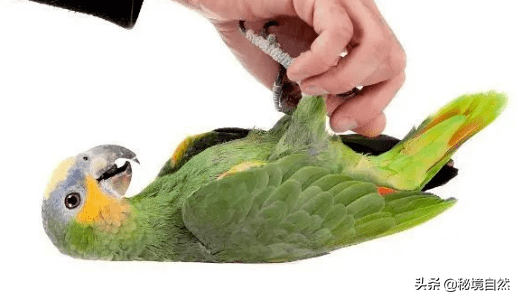 亚马逊鹦鹉的性格如何(橙翅亚马逊鹦鹉性格与特征描述 )