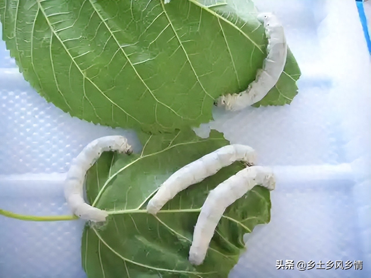蚕宝宝结茧前有哪些征兆（附：蚕吐丝前的四大征兆）