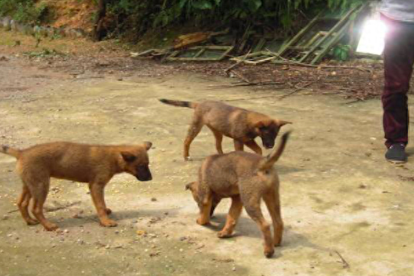 狗一胎生几个最吉利（民间说法：“双猫独狗，越过越有”）