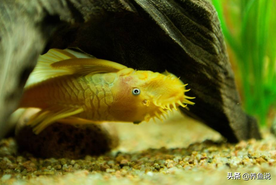 清道夫图片大全大图（鱼缸内养清道夫的利弊及饲养方法）