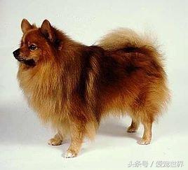 大型狐狸狗图片（中国狐狸犬的品种及图片）