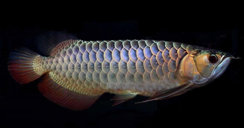 红龙鱼价格多少钱一条（附：20公分红龙鱼价格表）