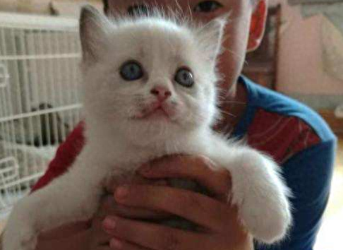 猫癣初期症状图有吗（附：猫藓难根治的原因及治疗与预防）