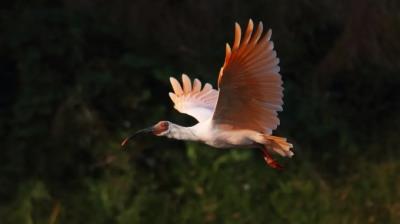 鸟的种类大全及名字拼音(这些动物的名字)