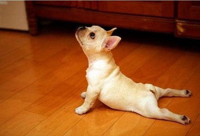 长毛短腿狗有哪些品种（矮脚名狗品种图片大全）