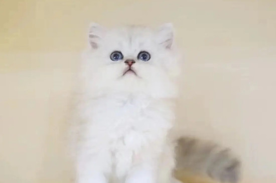 1-10名受欢迎的宠物猫（田园猫也是最受欢迎的宠物猫之一哦）