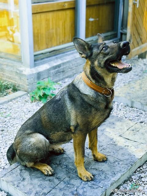 烈性犬是怎么分类的（烈性犬品种大全）